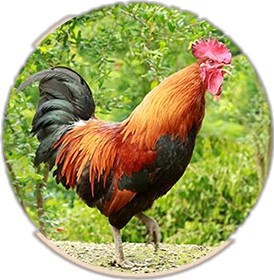 生态土鸡柴鸡养殖与做法，生态土鸡食品加盟