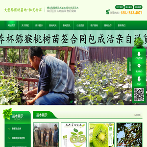 山东淄博博山猕猴桃苗木基地-销售博山猕猴桃苗木，鲜果，对外技术指导